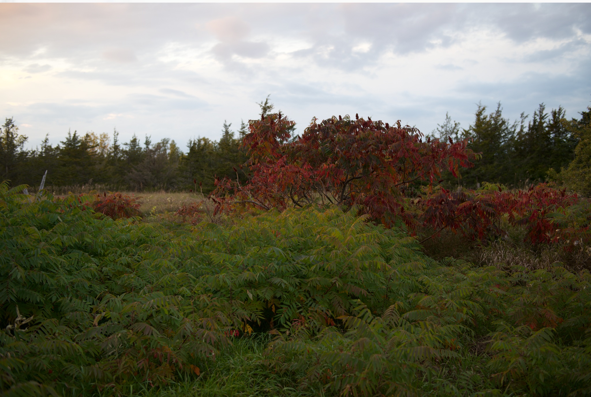 Red and green autumn foliage beneath an open evening sky