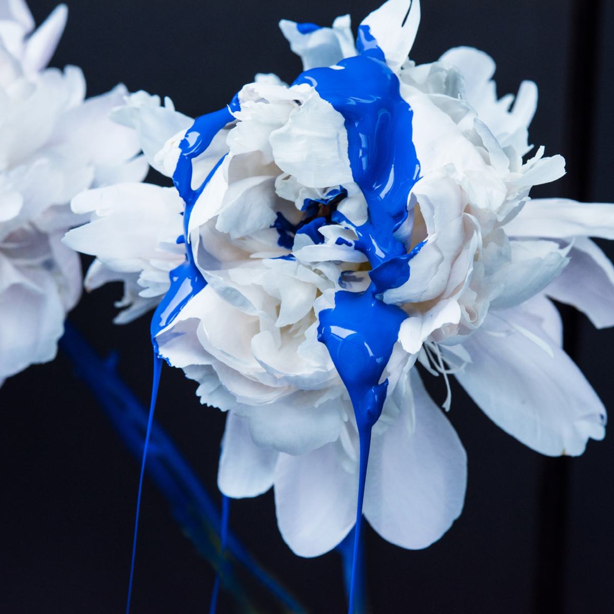 BLACK PEONY — photograph 05