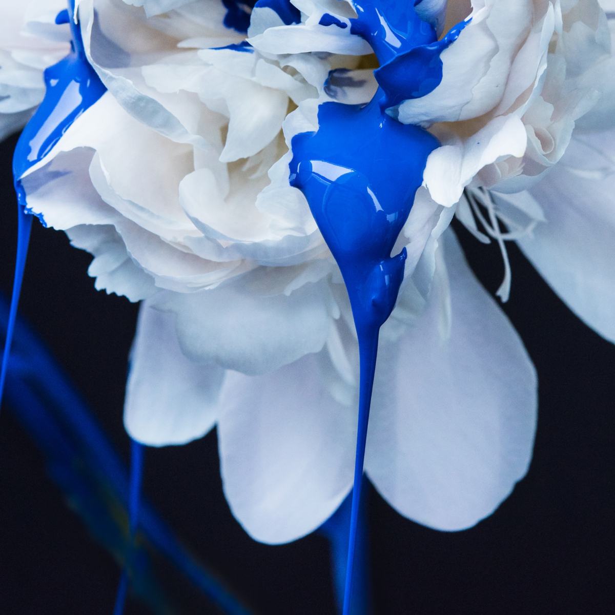 BLACK PEONY — photograph 06