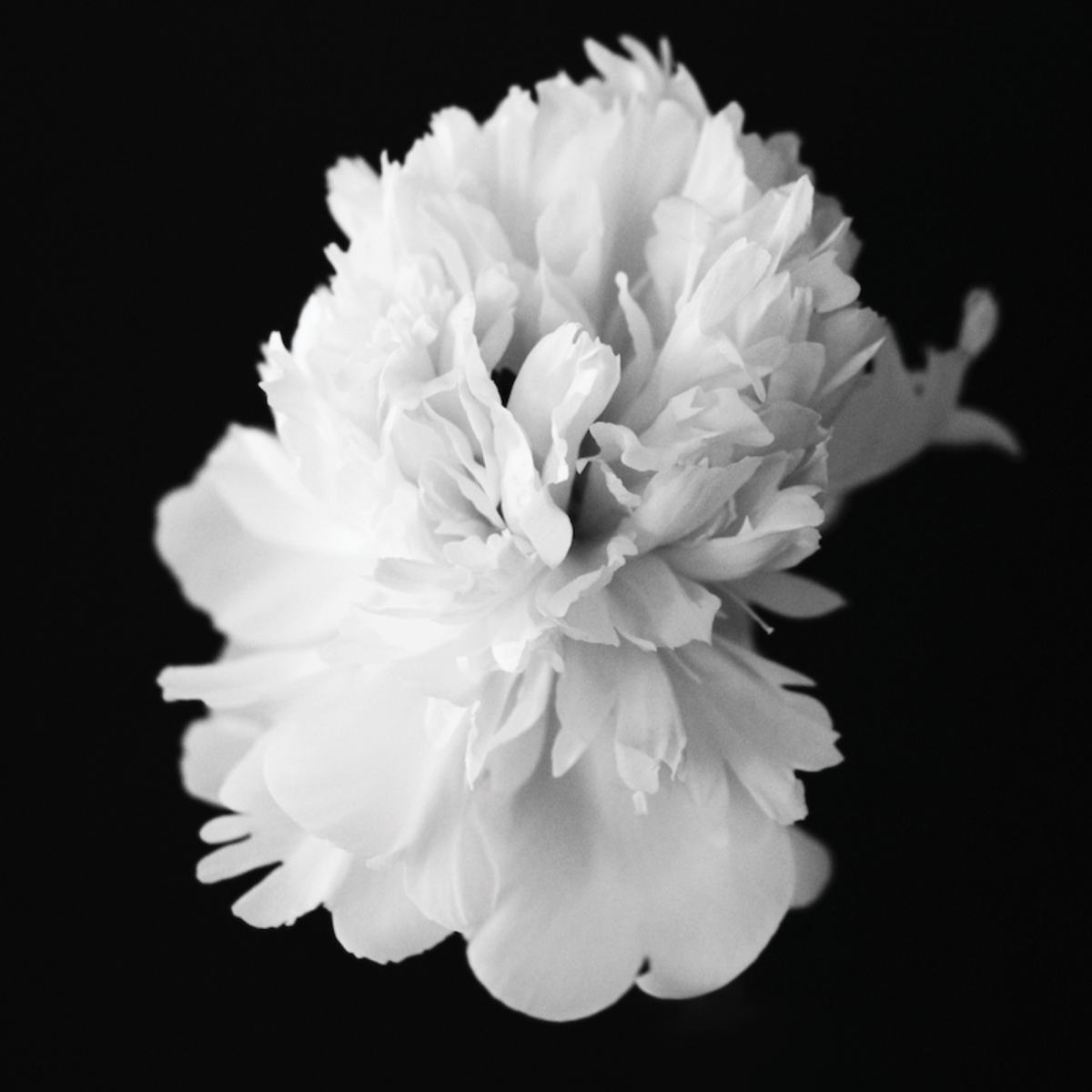 BLACK PEONY — photograph 07
