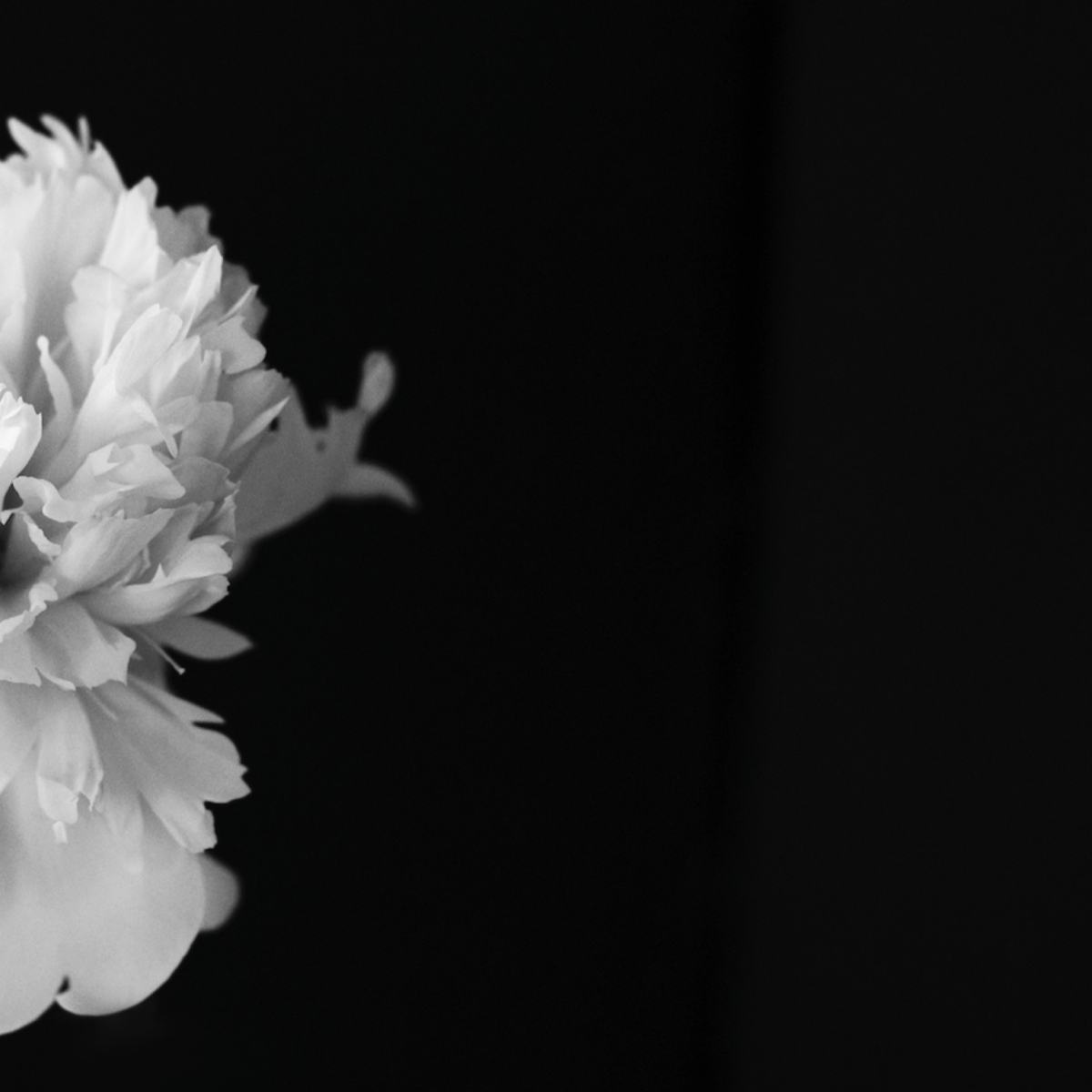 BLACK PEONY — photograph 08