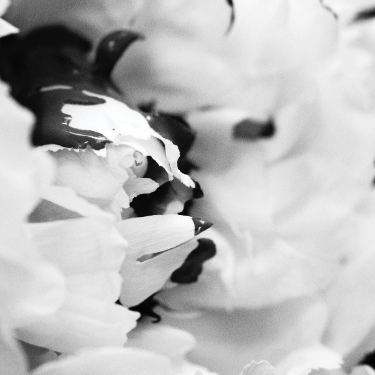 BLACK PEONY — photograph 09