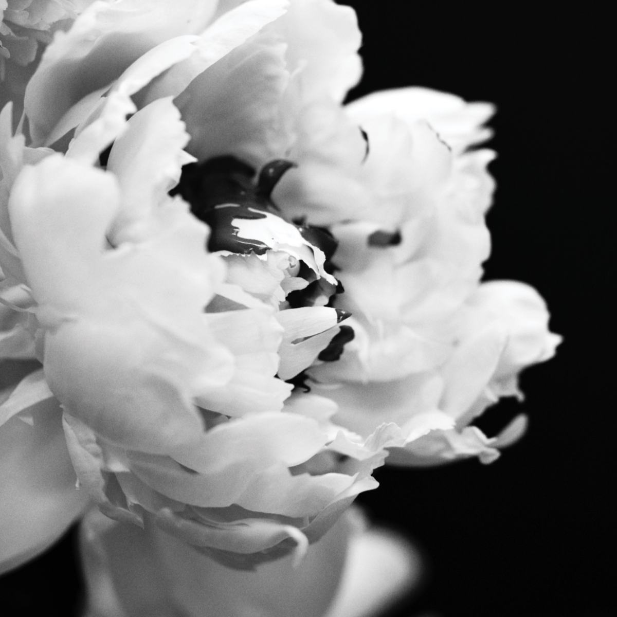 BLACK PEONY — photograph 10
