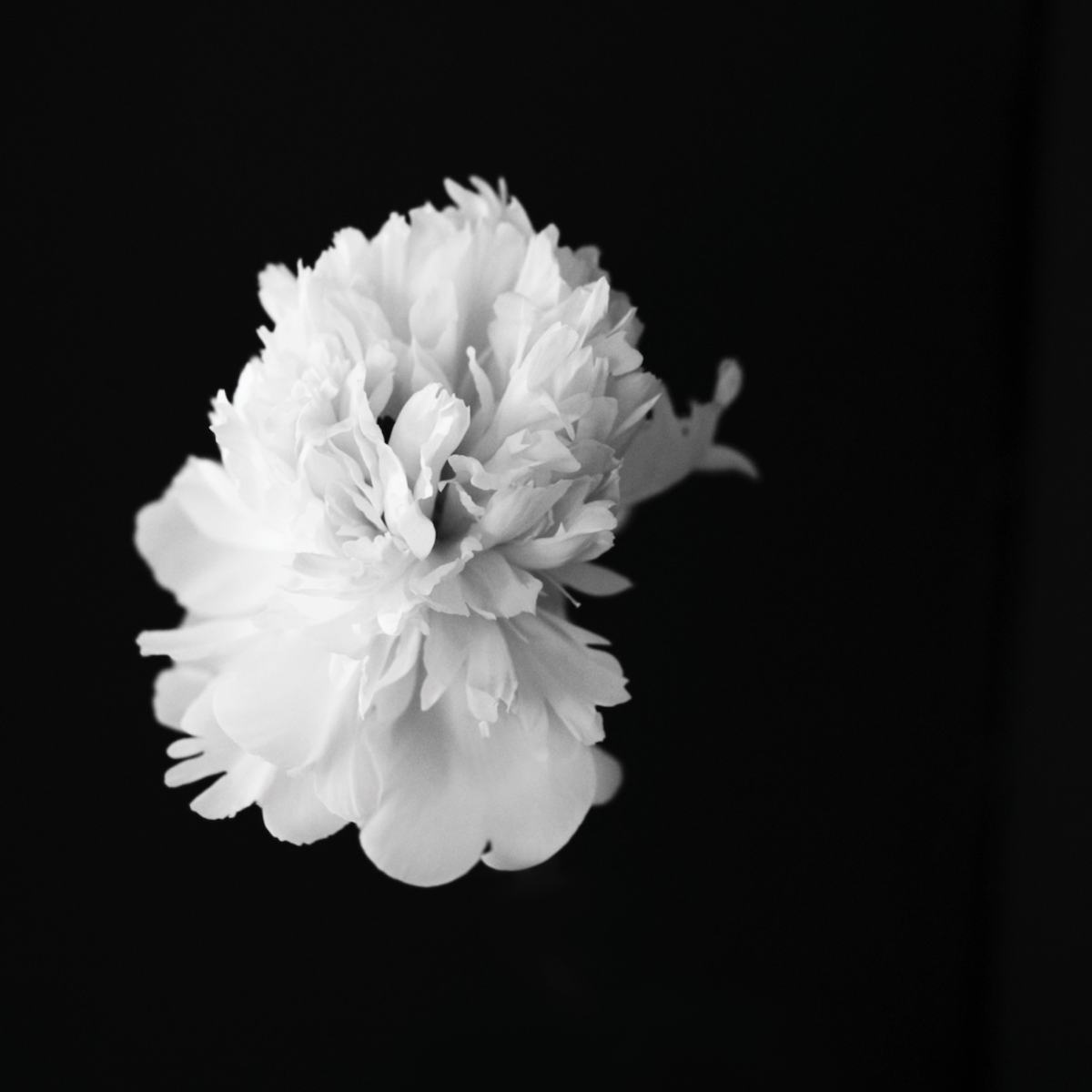 White peony against black — BLACK PEONY 11