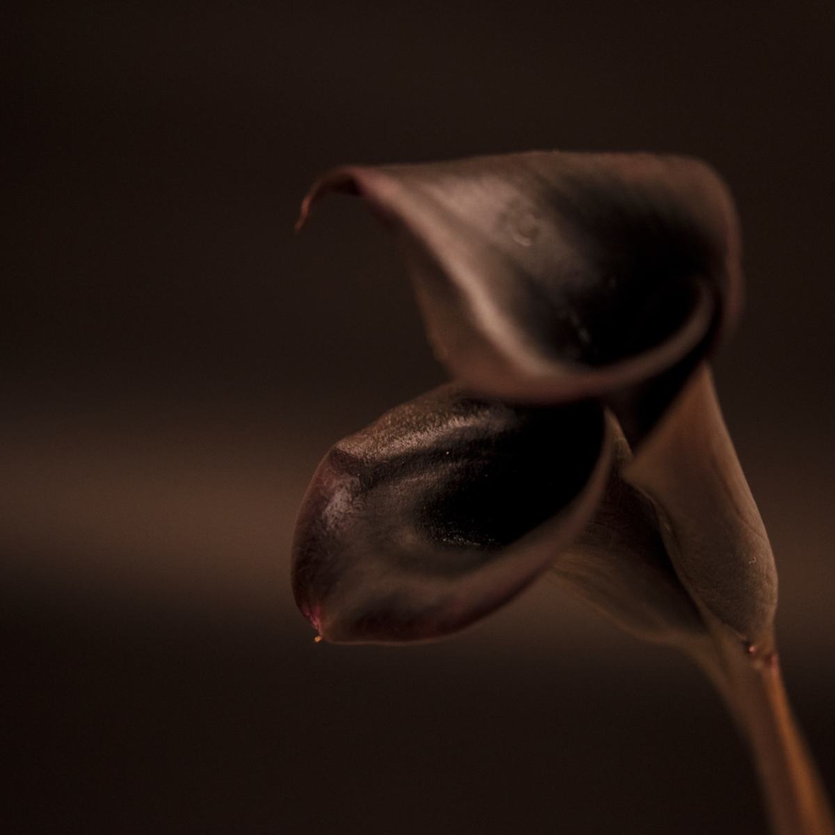 A dark sculptural flower — PASSION 01