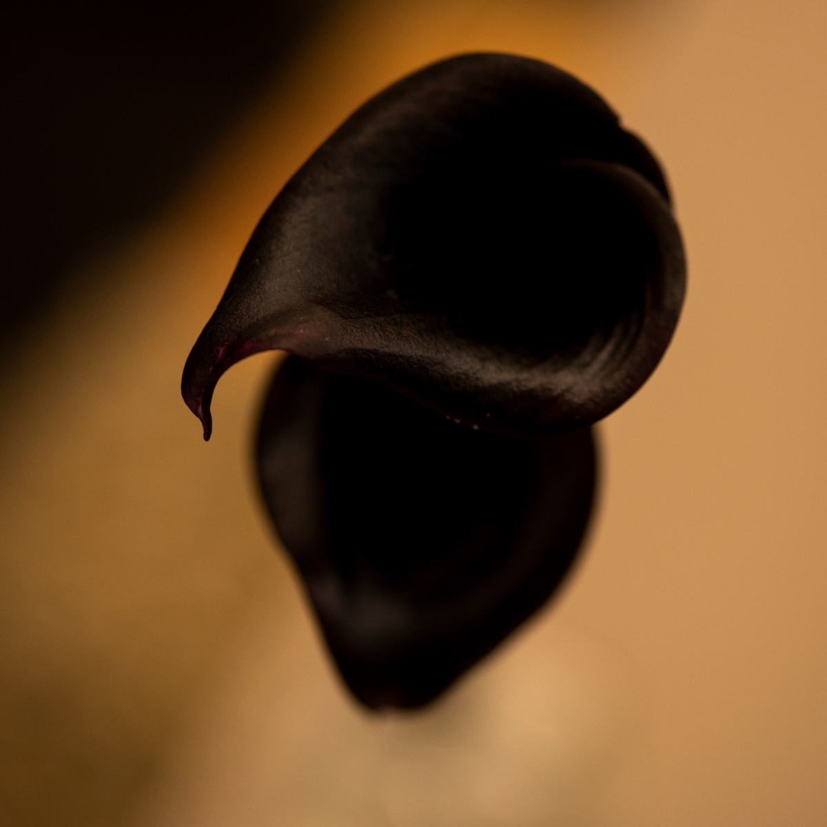 PASSION — photograph 03