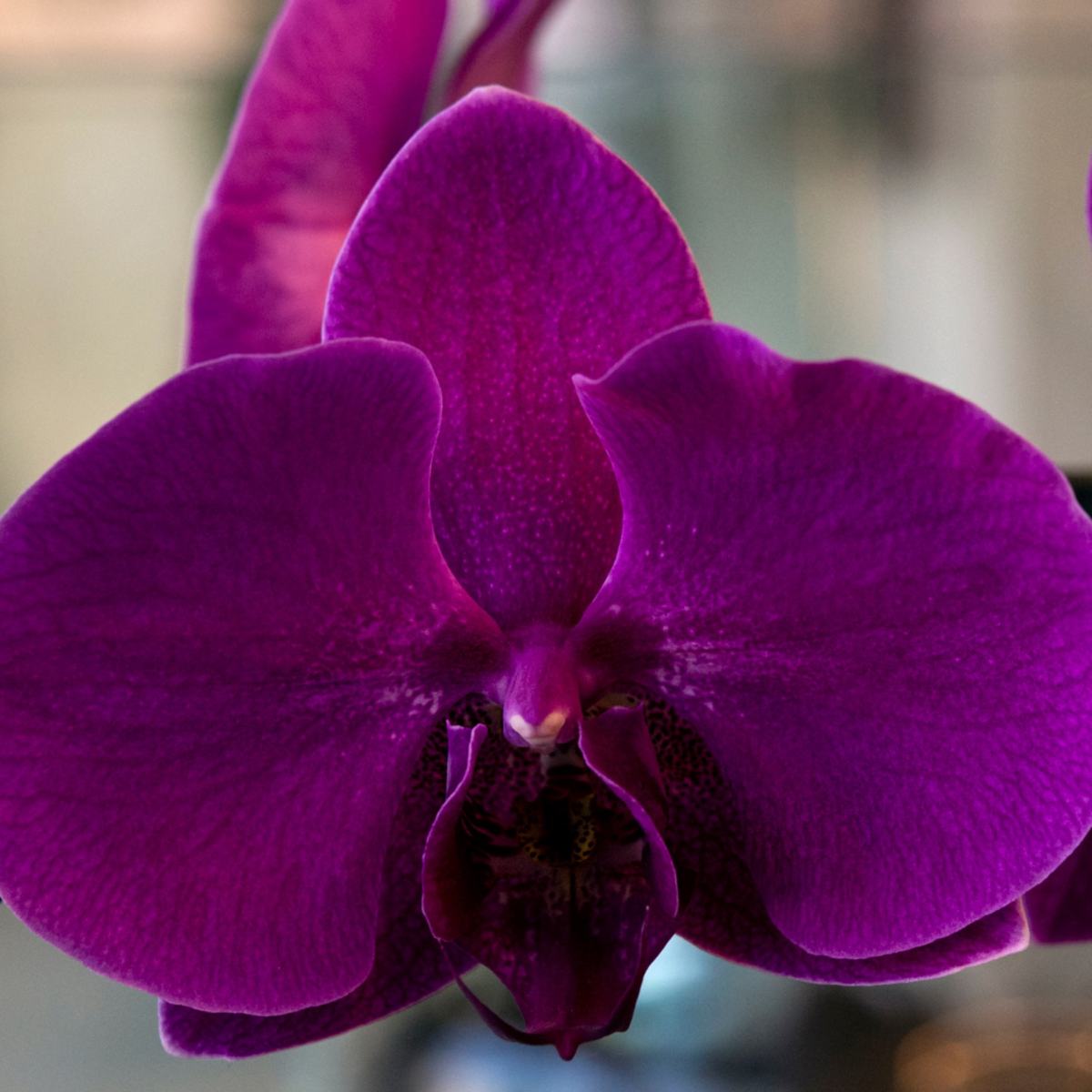 PASSION — photograph 06