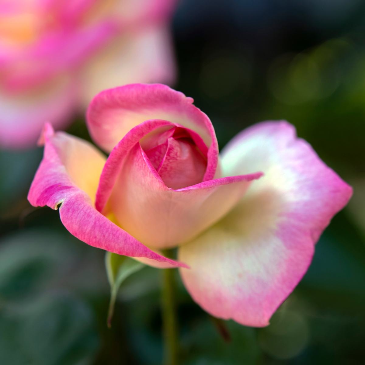 PASSION — photograph 07