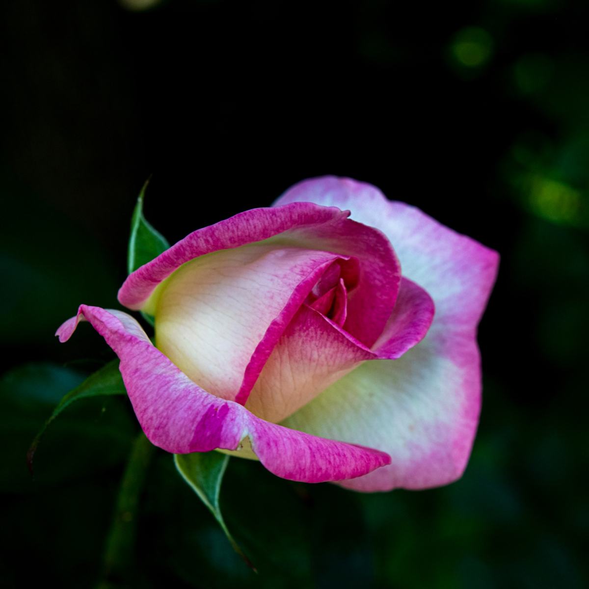 PASSION — photograph 09