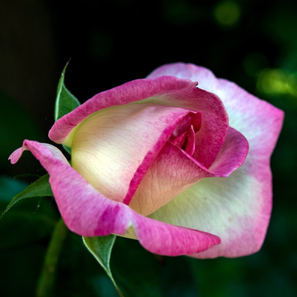 PASSION — photograph 10
