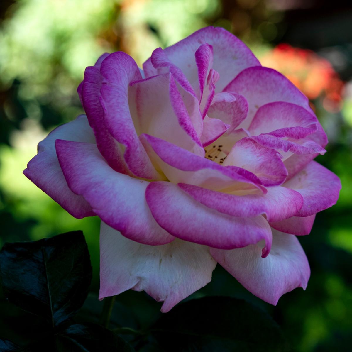 PASSION — photograph 11