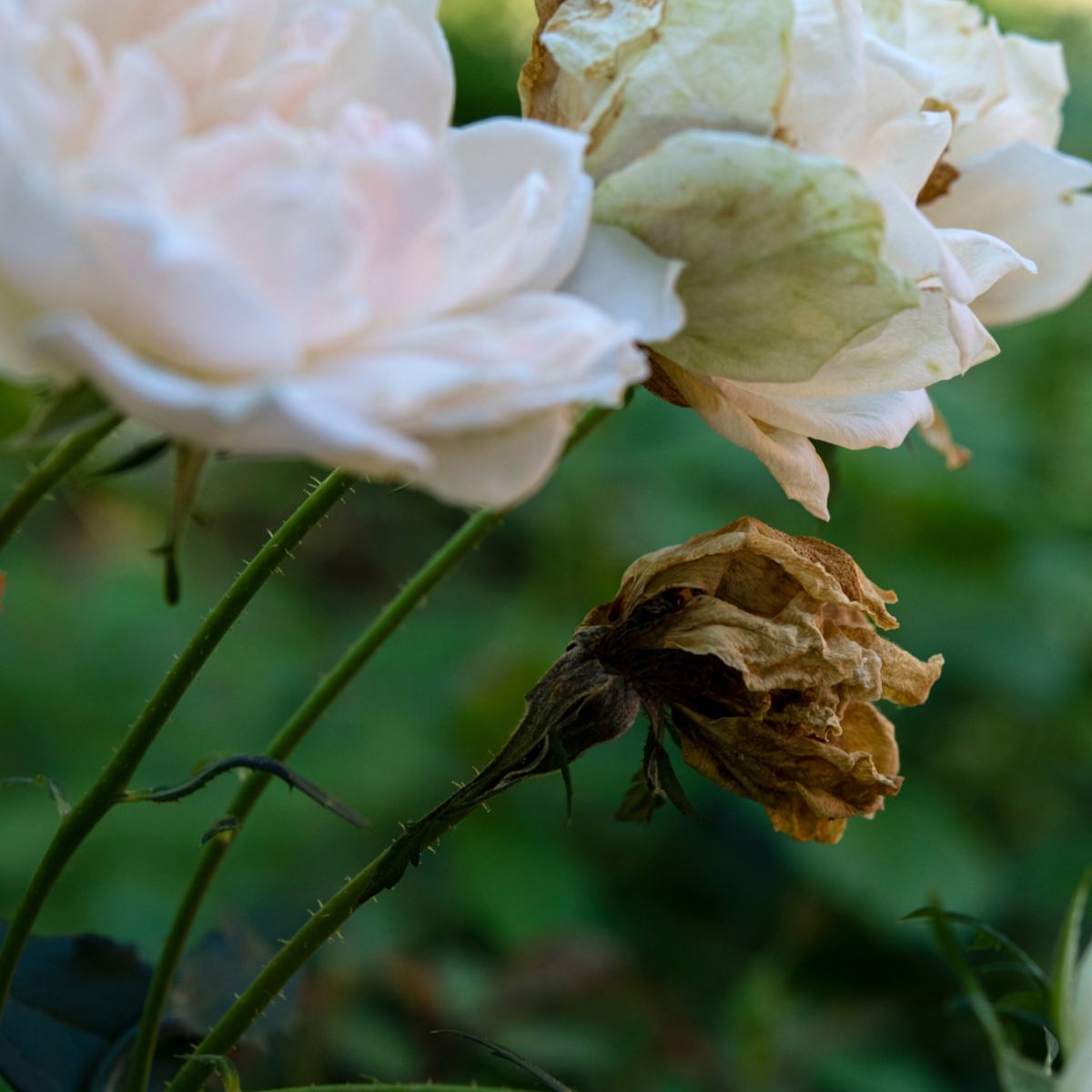 PASSION — photograph 12