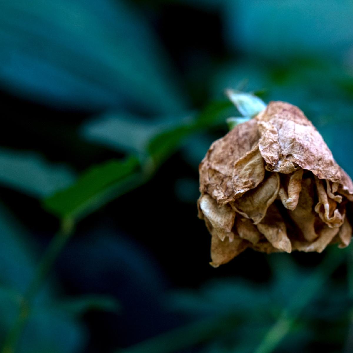 PASSION — photograph 13