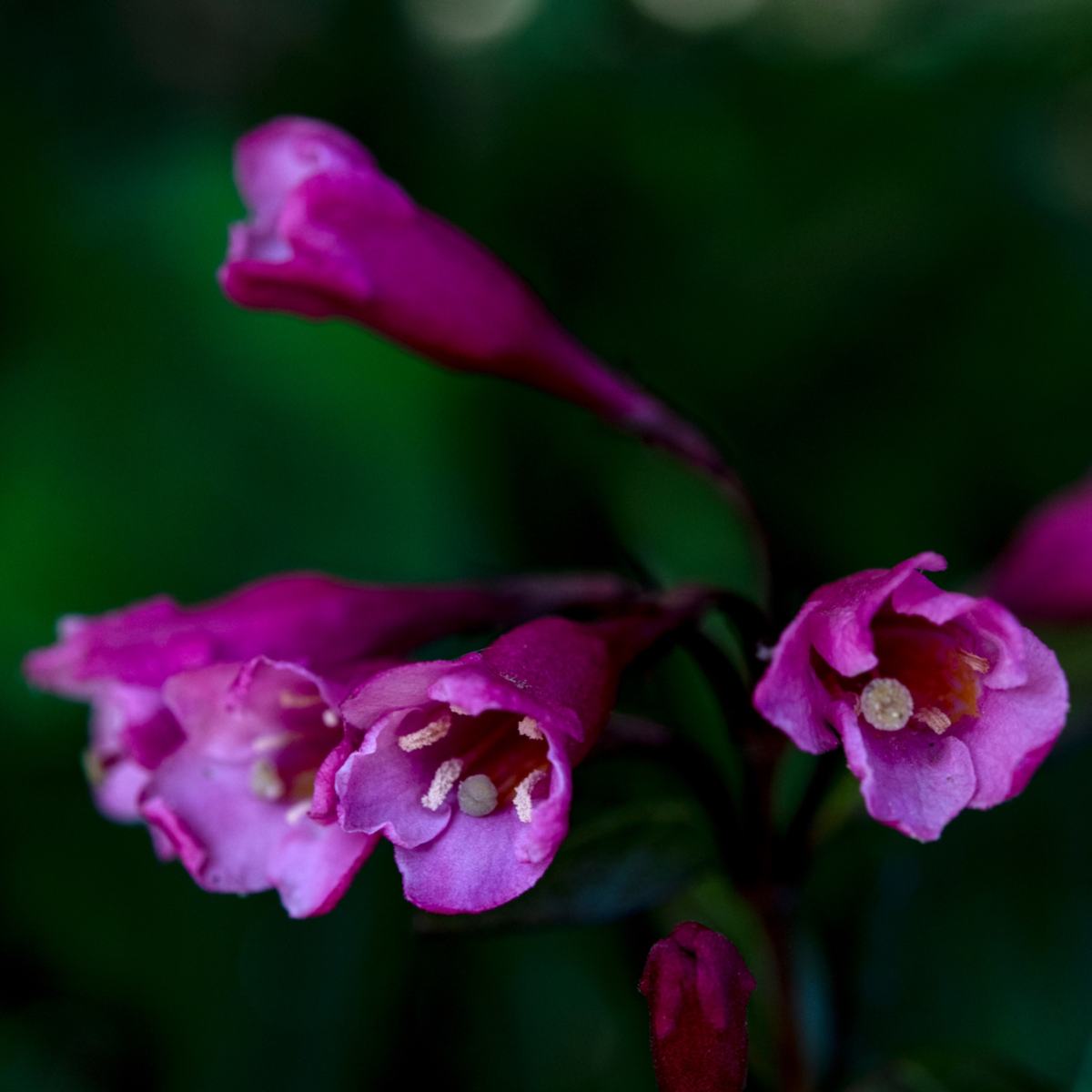 PASSION — photograph 14