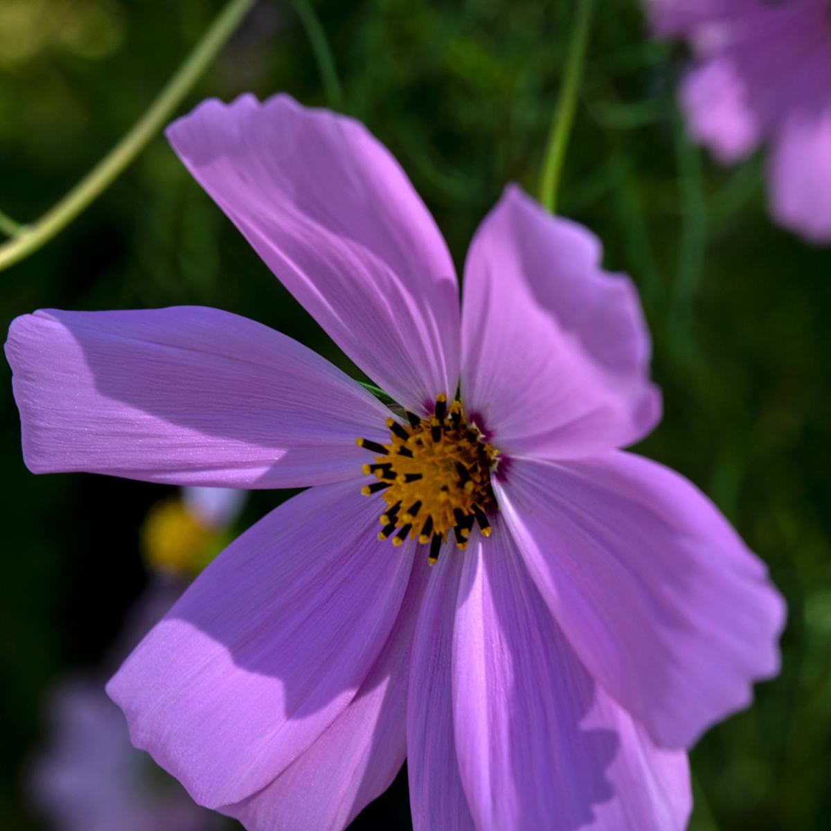 PASSION — photograph 15